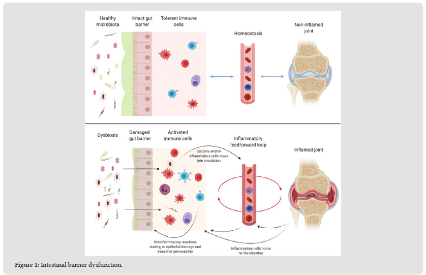 Consumption of Probiotics to Improve Joint Function in Patients with Osteoarthritis